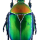 The scutoid shape was named after this top-down view of a beetle’s scutellum.